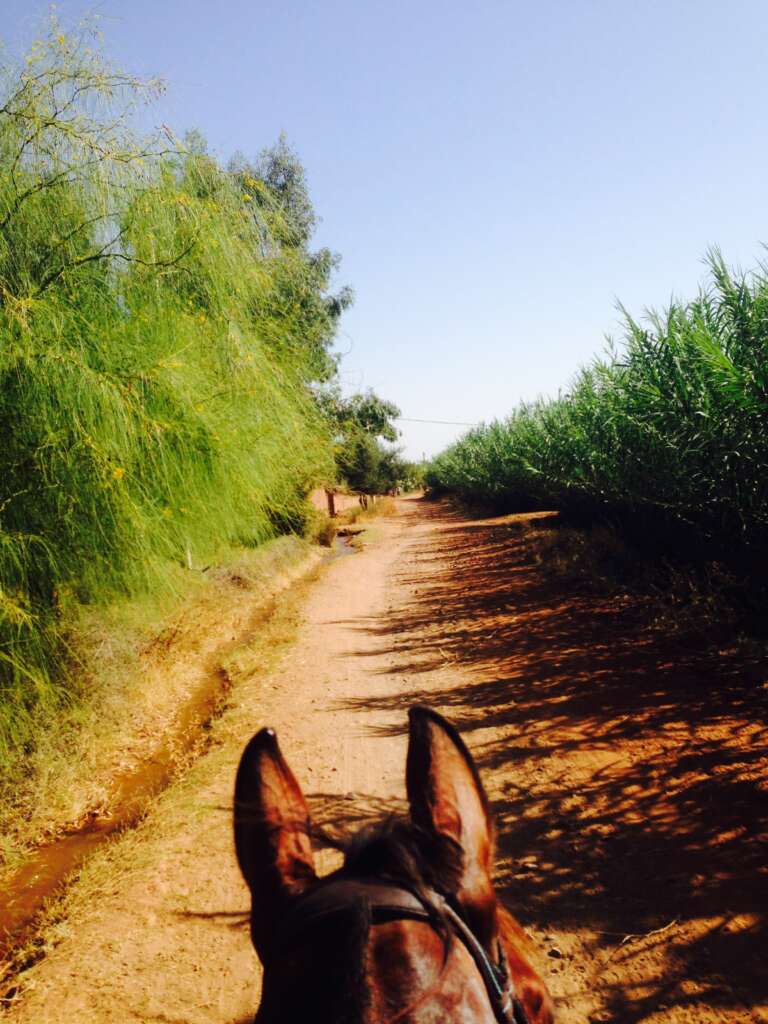 balade a cheval marrakech