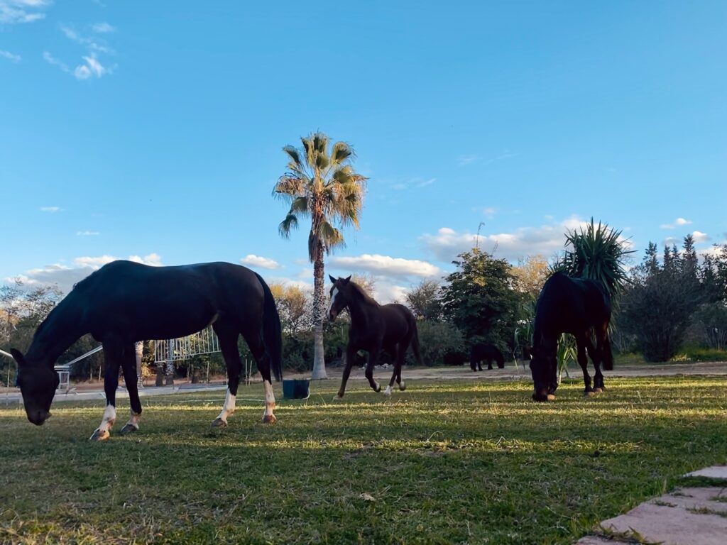 Chevaux en liberté Equi-Z Maroc