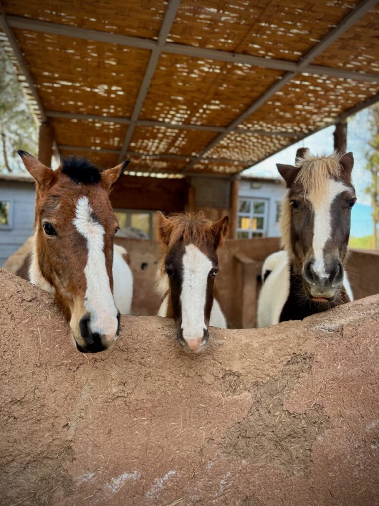 Poney-club Equi-z marrakech