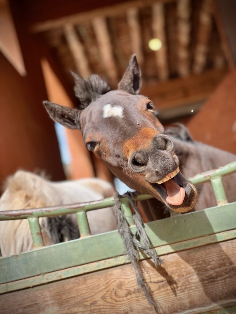 Poney rigolo à La Vie en Rose / Equi-Z
