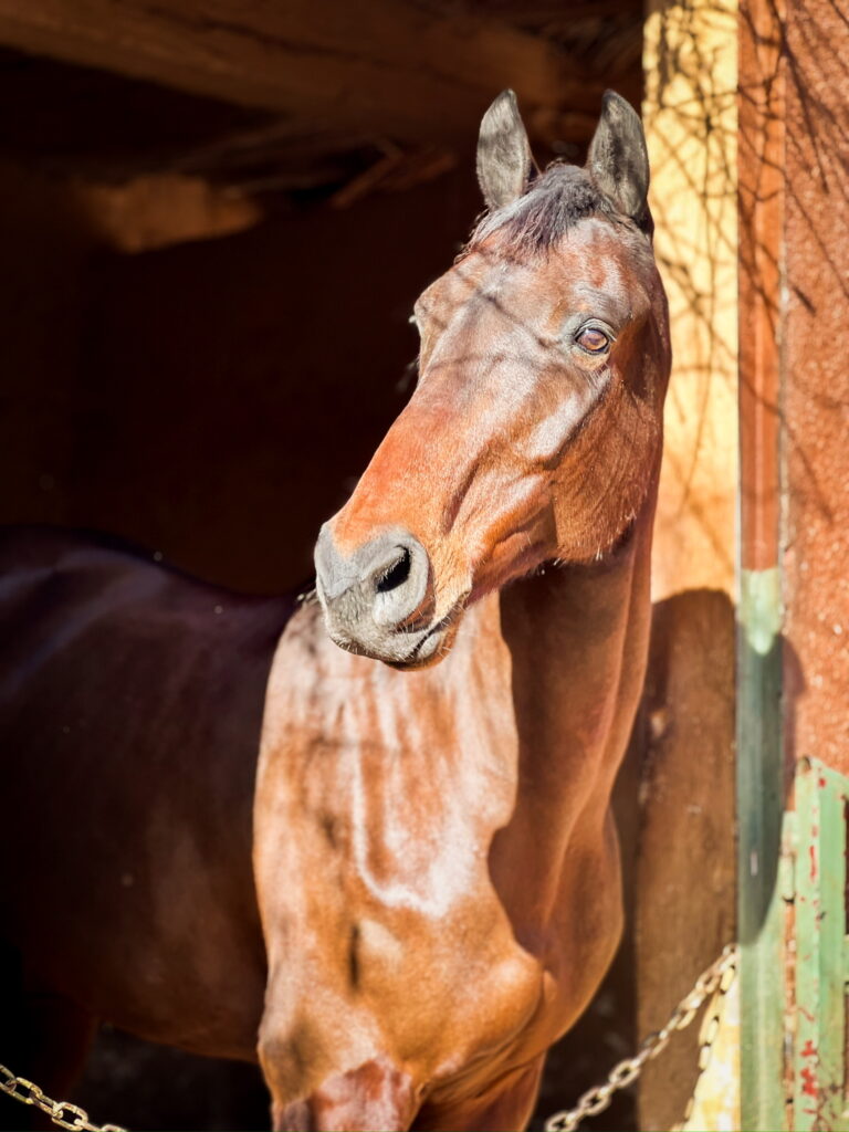 cheval marrakec equi-z