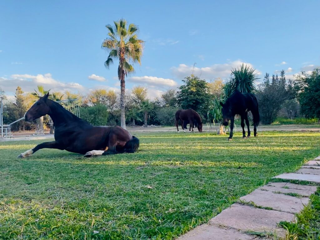 Chevaux en liberté Equi-Z Marrakech
