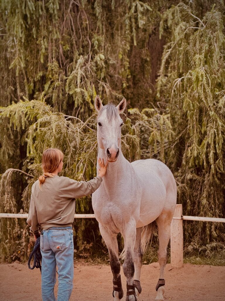 jeunes chevaux marrakech