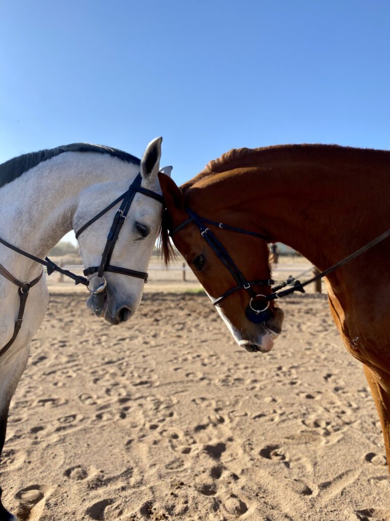 Chevaux au centre équestre Equi-Z à Marrakech