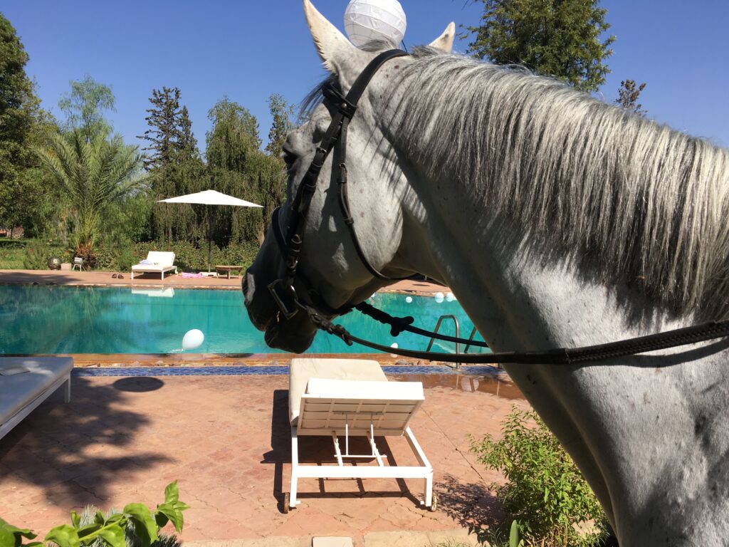 Cheval piscine Equi-Z Marrakech