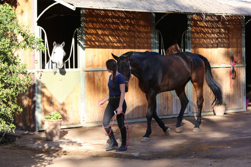Boxes en bois Equi-Z Marrakech